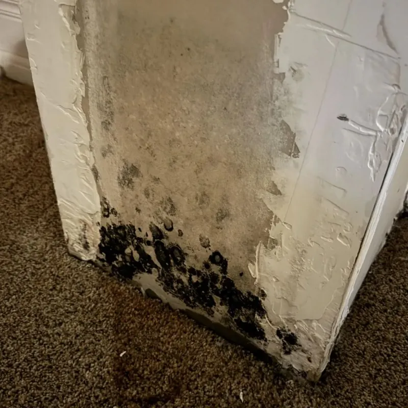 Professional Mold Removal in Bartonsville, MD